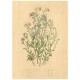 Flax Art Poster | Encyclopedia Wildflower D | FWP-AP-EN1D